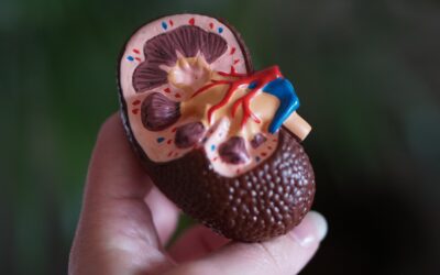 Ledviny jsou počítačem našeho těla